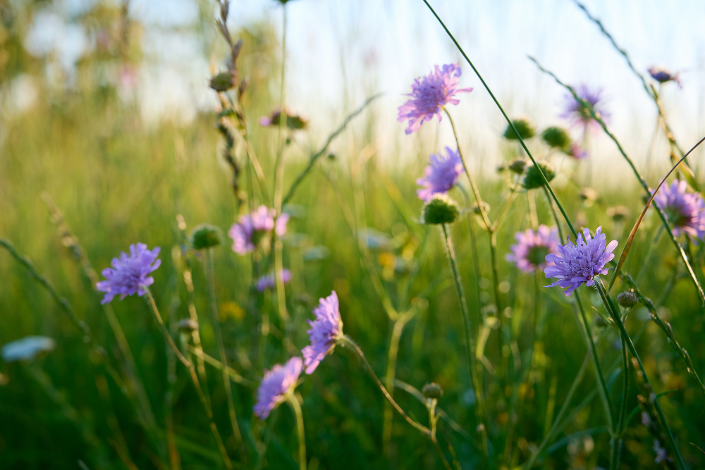 Kwiaty na łące
